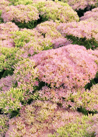 Sedum 'Crystal Pink'